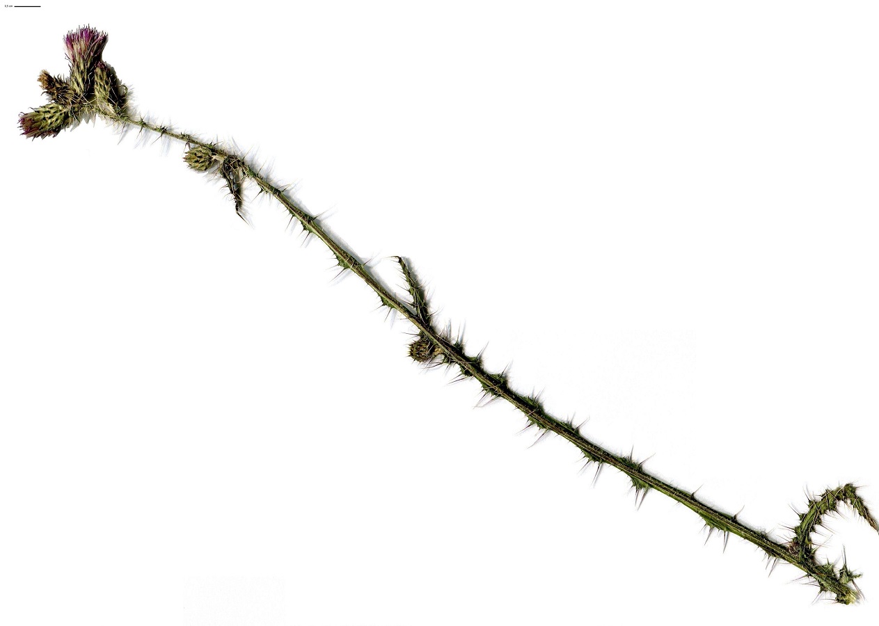 Cirsium palustre (Asteraceae)